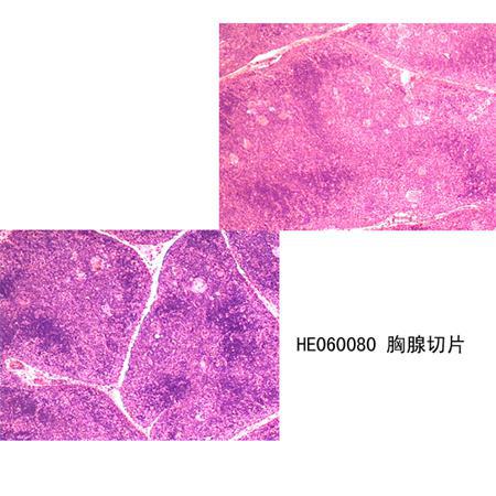 脾切片 生物切片 组织学与胚胎学 免疫系统 显微结构教学