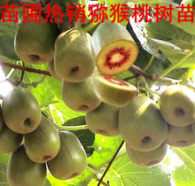 cây giống đỏ trái kiwi chậu tim vàng kiwi kiwi Cây ăn quả