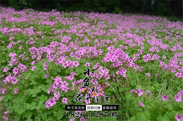 红花酢浆草红花醡浆草种子红花草白花醡浆草黄花红花三叶草