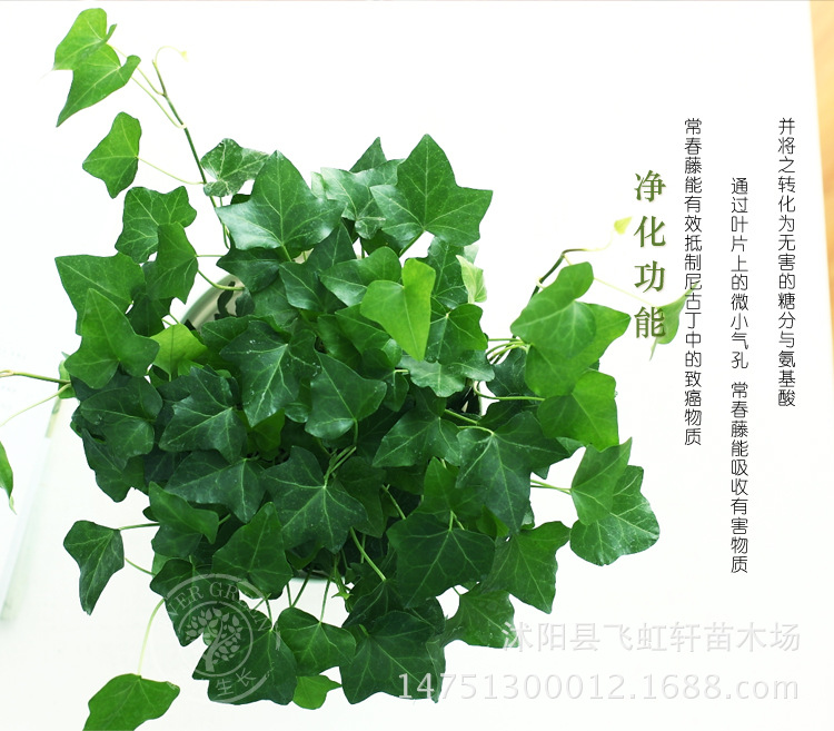 批发:常春藤 四季常青盆栽爬藤植物 现货规格全 常青藤工程苗!