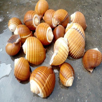 天然海螺贝壳 大口螺 花间螺 海螺贝壳工艺品 婚礼布置 家居装饰