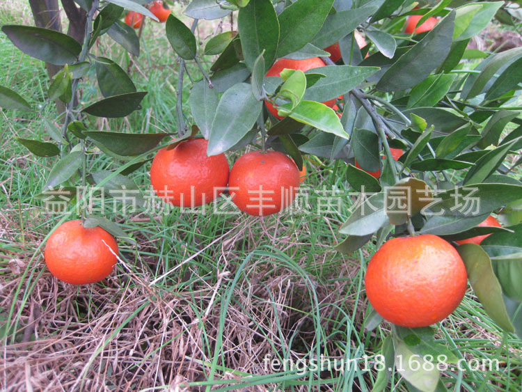 果树-果树苗木 桔子树苗-纯正品 世纪红 橘子树