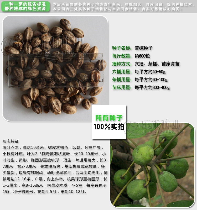 物资 锄头  乐枫园林常年大量供应出口景观花卉药用种子, 苦楝树种子