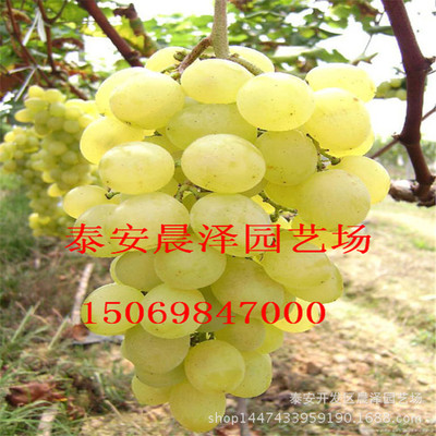 各种水果_批发早熟葡萄拉蒂高级葡萄品种 果粒