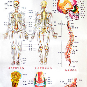 高清版 人体骨骼结构挂图 穴位图 双面覆膜 防水彩图