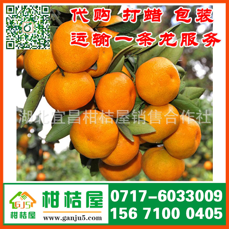 青岛市莱西市晚熟蜜橘产品展示