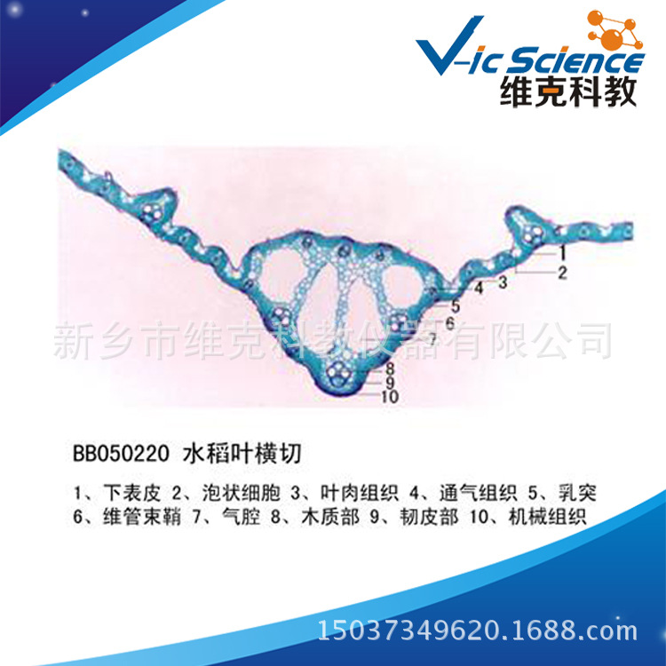 水稻叶横切 生物切片 植物类装片 叶及叶的变态 显微镜专用