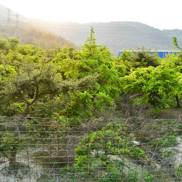 供应福建面积最大黄枝油杉