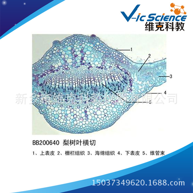 梨树叶横切 生物切片 植物类装片 叶及叶的变态 显微镜专用