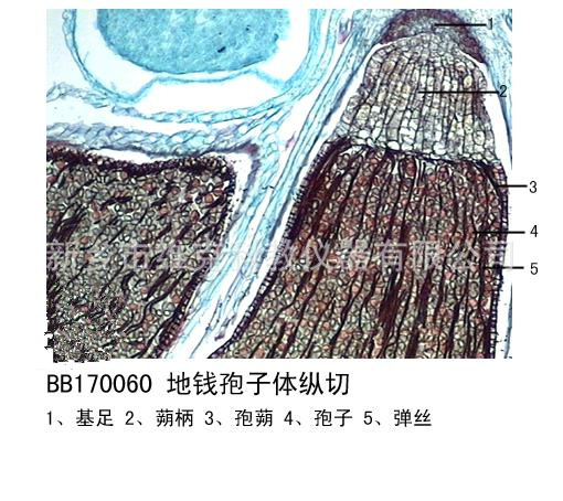 地钱胞芽杯切片 生物切片 植物类 苔癣类 显微镜用