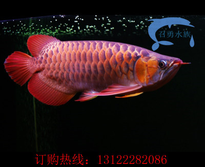 超级血红龙鱼苗_风水鱼热带鱼观赏鱼超级血红