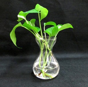 风信子专用花瓶玻璃瓶水培玻璃容器 风信子花瓶