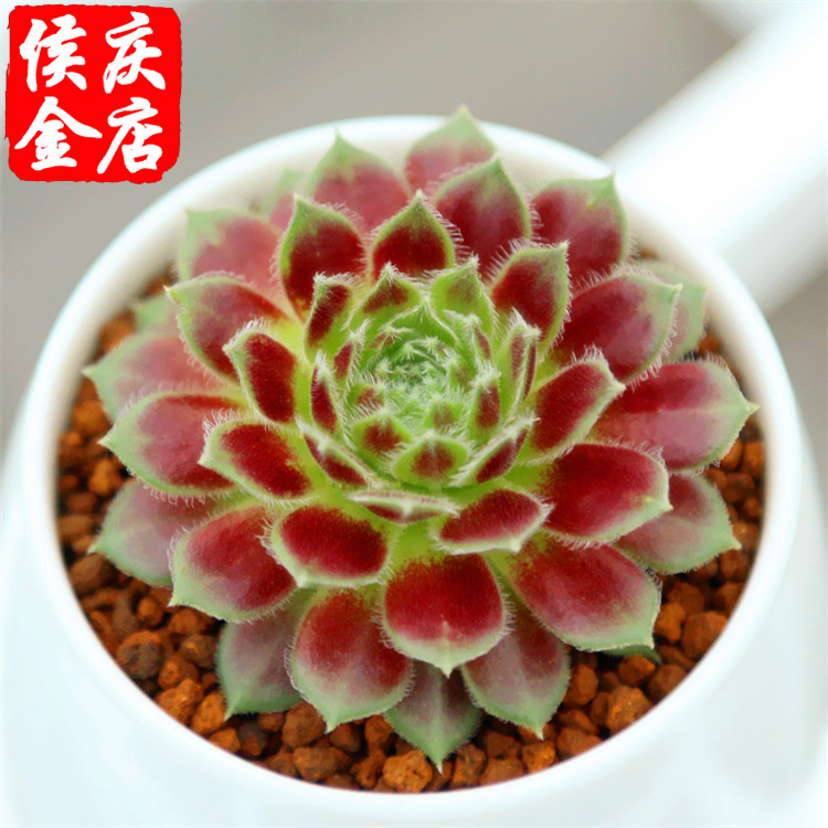 多肉植物现在绿色 紫牡丹/红色观音莲【3~5cm】莲花座盆栽