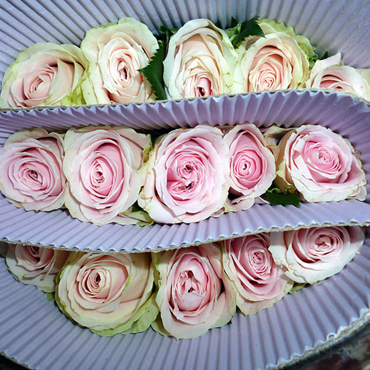 鲜花批发 云南鲜切花种植基地优质玫瑰花 粉红雪山玫瑰 产地直销