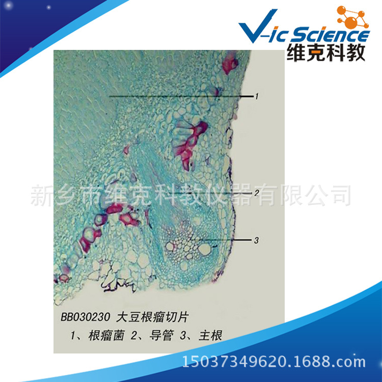 大豆根瘤切片 生物切片 植物类装片 根及根的变态 显微镜专用