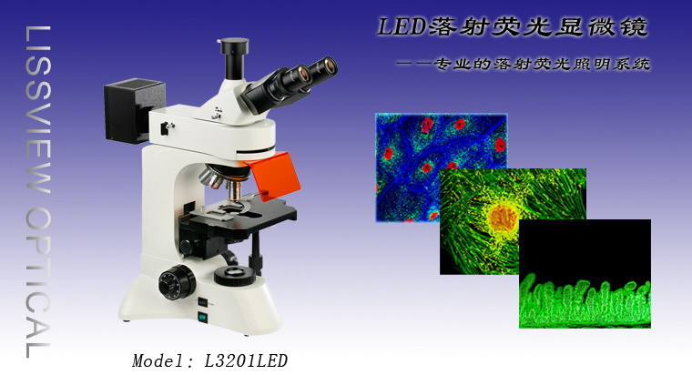 LED落射荧光显微镜L3201彩图