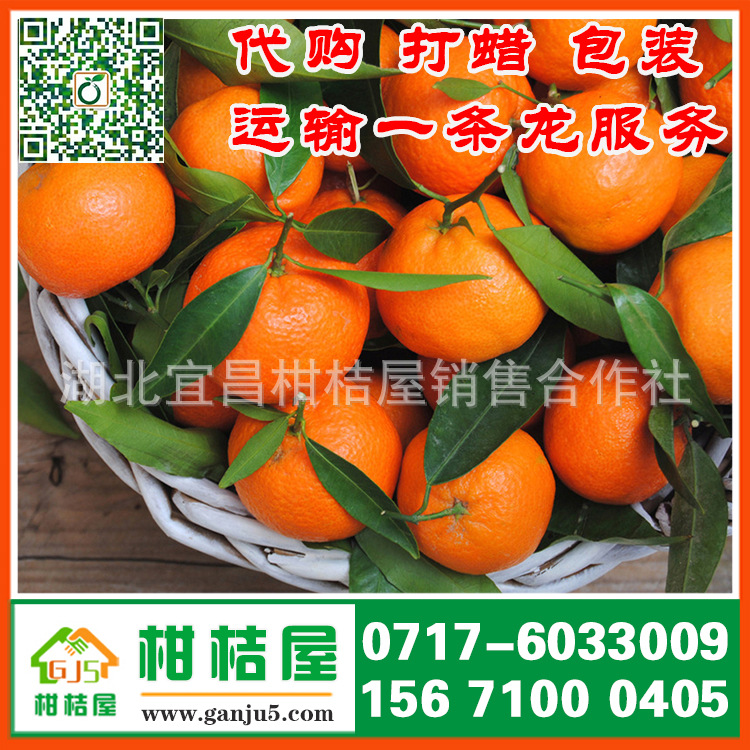 张店区晚熟橘子产品展示