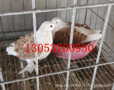 俄罗斯短发鸽_v短发黄杠头型鸽黄杠马头鸽俄蛇头帅气男童图片