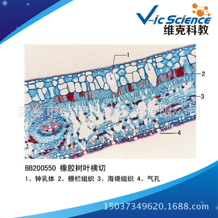 橡胶树叶横切 生物切片 植物类装片 叶及叶的变态 显微镜专用