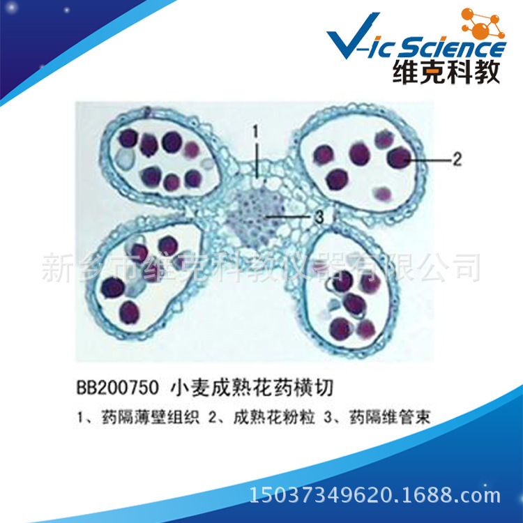 小麦成熟花药横切 生物切片 植物类装片 花及花的生长 显微镜用