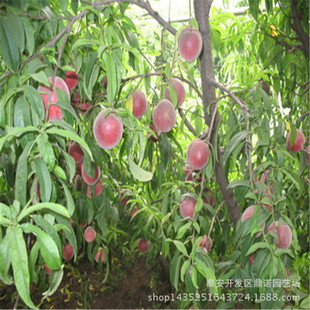 各种果树_新品种桃树苗供应 泰安桃树苗多少 