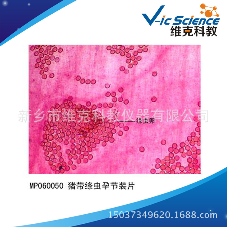 猪带绦虫孕节装片 生物切片 扁形动物门 显微镜专用