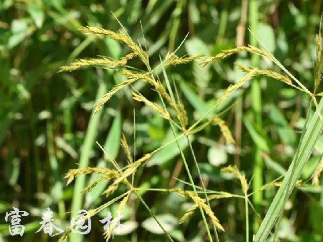 优质水生植物-垂穗莎草,垂穗莎草苗苗圃直销 量大优惠