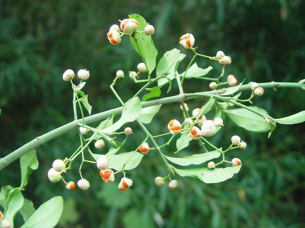 扶芳藤 庭院别墅绿化植物 基地直销 量大从优