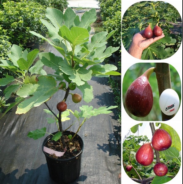 无花果树苗盆栽地栽日本紫果无花果苗南方北方种植无花果小苗批发