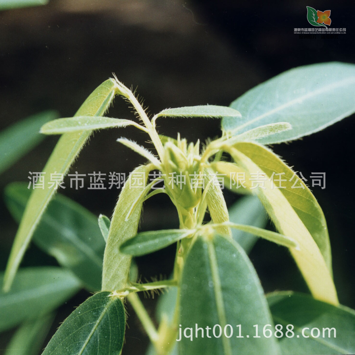 花卉种子 跳舞草 风流草 种子批发 观叶花种