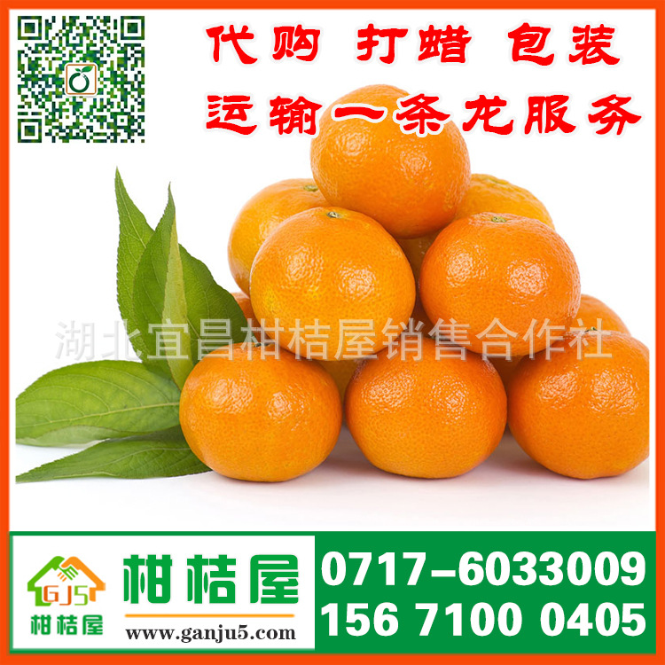 水果批发晚熟橘子产品展示