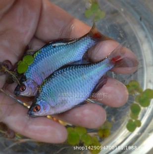 观赏鱼活体批发小型冷水彩色鳑鲏原生淡水旁皮鱼