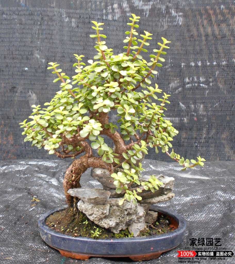 【基地直供】送礼佳品肉质灌木盆景花卉植物 金枝玉叶