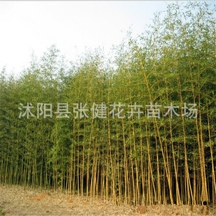 彩色观赏竹类 竹中珍品 金镶玉竹 园林绿化优质竹苗 耐寒竹种