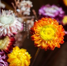 Đầy màu sắc hoa cúc bình hoa trang trí hoa khô vào một chiếc bình với hoa retro đạo cụ camera cửa hàng trang trí với cực Hoa khô hay