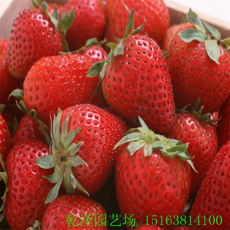 fruit_strawberry_wallpaper_ap1