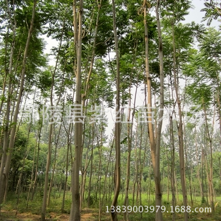 供应y河北千头春树 山东香椿树 花卉苗木基地图片 批发价格低