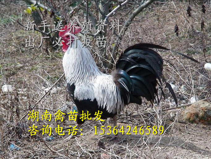 鹊山鸡苗 适合散养 新品种肉质鲜山鸡 湖南厂家野山鸡 优质批发