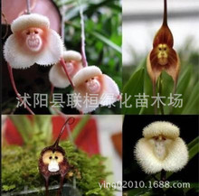 Hạt giống hoa khỉ Hạt giống hoa lan đặc biệt quý hiếm Mặt khỉ Phong lan Miao Mặt khỉ Hạt giống mùa Cây giống