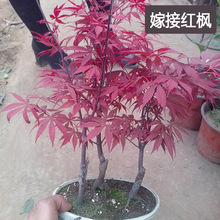Chậu Huang Jinfeng cây bonsai Nhật gốc Maple đúc cây trồng trong chậu chậu cây của phong đỏ Cây bụi Arbor