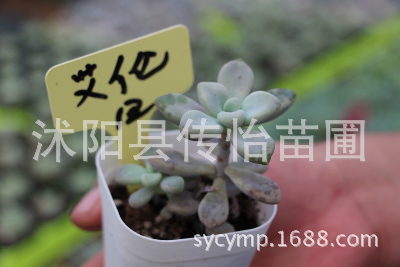 批发多肉植物 eccha 艾伦 进口精美绿植盆栽 极可爱绿植多肉盆栽
