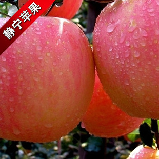 苹果 甘肃静宁  红富士苹果 80mm  5斤起批