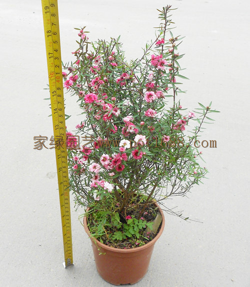 批发室内易养观花盆栽盆景花卉植物(140#)松红梅