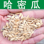 蔬果种子新疆哈密瓜种子瓜果种子甜瓜哈蜜瓜种子网纹瓜实景拍摄