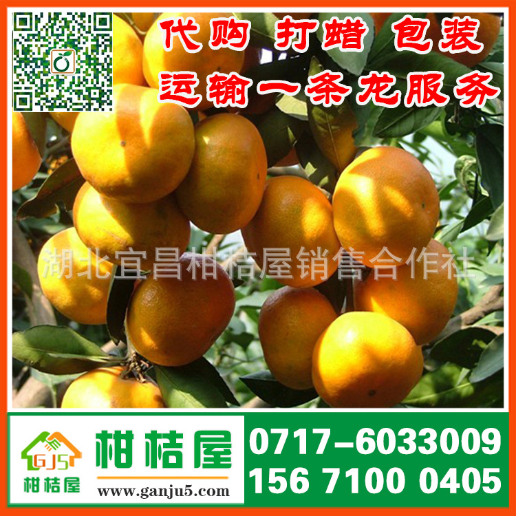 山西太原迟熟柑橘产品展示