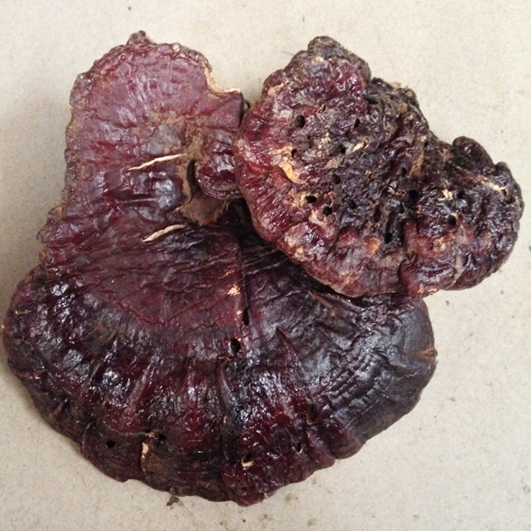森林珍宝 供应野生赤芝 灵芝批发 红灵芝 赤灵芝 野生赤灵芝
