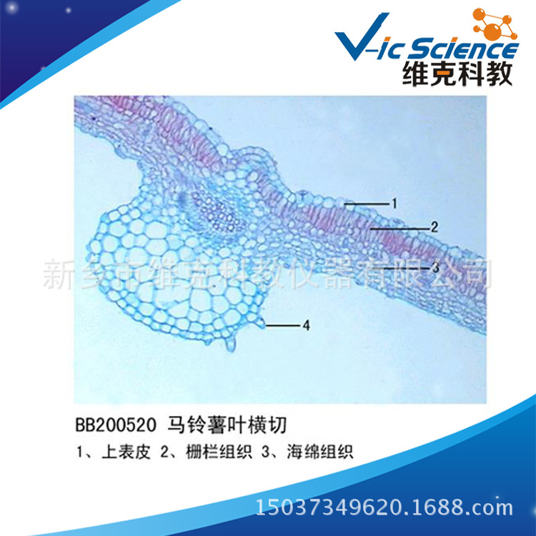 马铃薯叶横切 生物切片 植物类装片 叶及叶的变态 显微镜专用