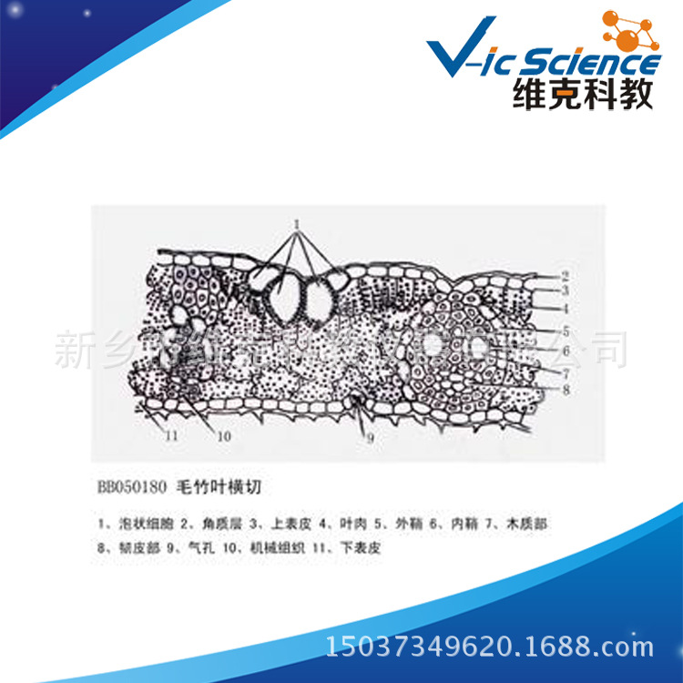 毛竹叶横切 生物切片 植物类装片 叶及叶的变态 显微镜专用