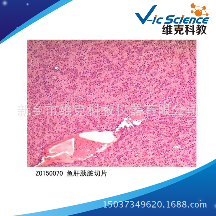 鱼肝胰脏切片 生物切片 鱼纲 显微镜用