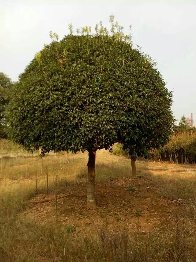 桂花枸骨红叶石楠球形树r